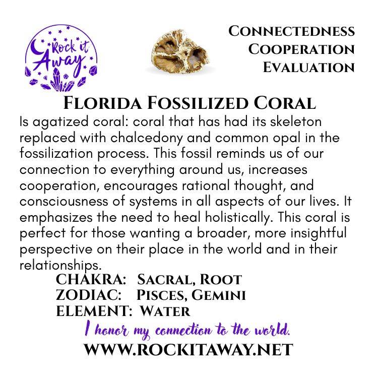 Florida Fossilized Coral